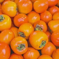 Japansk persimmon-ekstrakt